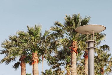 Sokak lambası palmiye ağaçlarının arka planına vurularak, tropikal bir şehir manzarası yaratıyor.