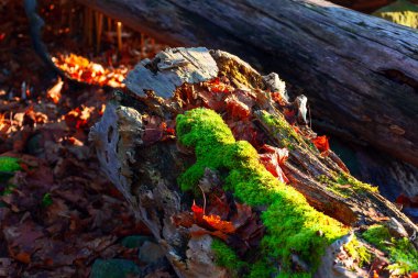 Kütük yosun ve sonbahar yapraklarıyla kaplı. Devrilmiş ağaç, gür yosunlarla süslenmiş. Ormanda huzurlu ve doğal bir manzara yaratıyor.