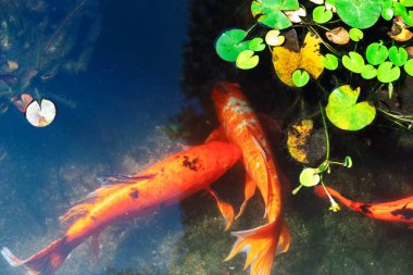 Nilüferli havuzda yüzen koi balığı. Turuncu balıklar bereketli su bitkileriyle çevrili sakin bir gölette zarifçe yüzerler.