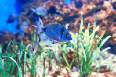 Mavi balık su bitkileriyle dolu bir akvaryumda süzülür. Diplodus Sargus derin sularda balık tutuyor.