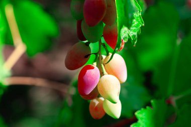 Olgun üzümler yeşil bir sarmaşıktan sarkıyor bulanık bir arka planda. Canlı renk ve doğal doku.