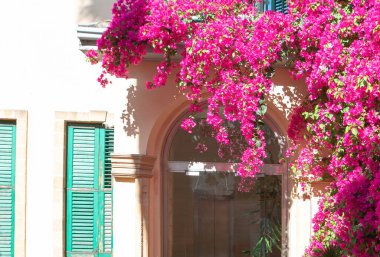 Büyük pembe çiçeklerle süslenmiş bir bina. Bougainvillea binanın duvarında çiçek açıyor. Eşsiz ve canlı mimari tasarım