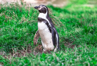 Penguen çimlerin üzerinde duruyor. Afrika pengueni (Spheniscus Demersus) ayrıca eşek pengueni ve siyah ayaklı penguen olarak da bilinir.