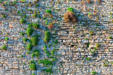 Old stone wall with various plants growing out of the gaps between the stones. Wall is constructed from irregularly shaped stones, and the plants appear to be thriving in the crevices clipart