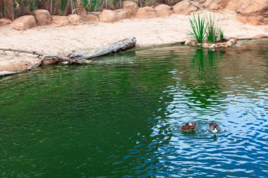 Ortasında iki ördeğin yüzdüğü sakin bir gölet. Etrafı kumlu bir sahil, kayalar ve biraz bitki örtüsüyle çevrili. Suyun kenarına yakın uzun otlar da dahil. Huzurlu bir manzara doğal bir doğal yaşam ortamını yakalıyor.