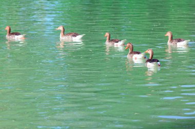 Sakin bir gölde birlikte yüzen ördeklerin sakin sahnesi. Sakin bir gölde süzülen bir grup ördek suda hafif dalgalanmalar yaratıyor.
