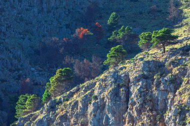 Kayalık uçurumlar ve dağınık yeşil ağaçlarla kaplı engebeli dağlık bir arazi. Bazıları kısmen yanmış ya da ölmüş gibi görünüyor. Parlak yeşil yapraklar ve koyu renk arasında fark vardır.