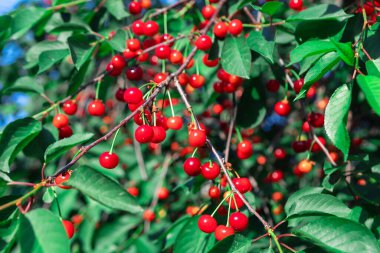 Olgun kırmızı kiraz dalları ve yemyeşil yapraklarla dolu kiraz dalları mevsimsel hasatların bereketini ve güzelliğini sembolize eden meyve ve yapraklar arasındaki canlı zıtlığı vurgular.