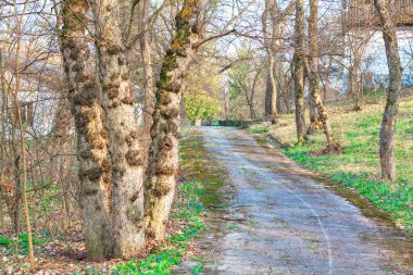 Ormanda dolambaçlı bir yol. Yol ağaçlarla ve baharın başlarını gösteren seyrek yapraklarla çevrili. Yol kenarındaki zemin yeşil bitki örtüsü ve doğal atmosfer için düşen yapraklarla kaplı.