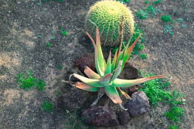 Arka planda varil kaktüsü ve ön planda aloe bitkisi olan çöl ortamı. Aloe bitkisi kayalarla çevrili ve kumlu toprağın etrafına saçılmış küçük yeşil bitkiler var.