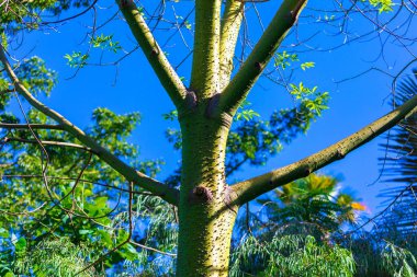 Keskin dikenli yeşil ağaç gövdesi, dallarla çevrili ve parlak mavi gökyüzüne karşı canlı yapraklar. Ağaç kabuğu ve yemyeşil arasındaki zıtlık çarpıcı bir doğal bileşim yaratır.