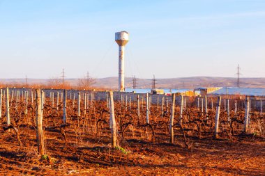 Ağaç direklerle desteklenen üzüm bağları bir su kulesinin zeminine kurulmuş. Tarım ve altyapı, kırsal bir alanda tarım ve sanayinin bir arada yaşaması