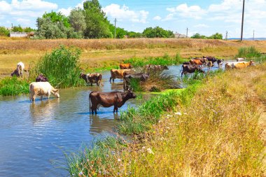 Dar bir derede serinleyen ineklerle dolu kırsal bir manzara. Parlak mavi gökyüzünün altında yemyeşil sazlıklar ve altın çayırlarla çevrili. Pastoral hayatın ve kırsal cazibenin mükemmel bir tasviri.