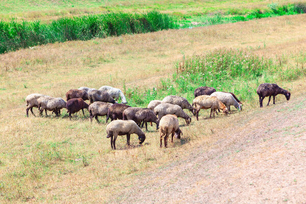 Rural landscape featuring a flock of sheep grazing on a grassy hillside surrounded by golden fields and lush green vegetation. A peaceful and natural depiction of countryside farming and pastoral life