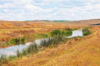 Sağ mavi gökyüzünün altında, tüylü bulutlarla çevrili yeşil kamışlarla çevrili, altın çim tarlalarından akan dar bir dereyle huzurlu kırsal alan. Serin kırsal sahne stok görüntüleme için mükemmel