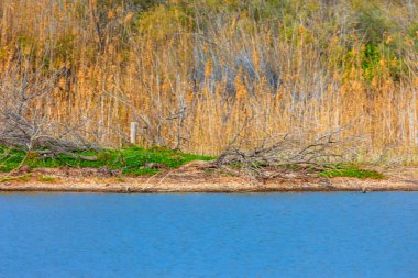 Ön planda yeşil bitki örtüsü ve düşen dallarla kaplı dar bir arazi şeridi ve arka planda uzun, kuru kamışlarla göl. Yeşillik ve kuru sazlıklar ile doğal yaşam alanı.