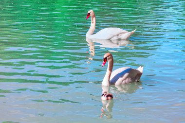 İki yetişkin kuğu ve bir cygnet bir su kütlesinde yüzüyorlar. Yetişkin kuğular turuncu gagalı beyazdır, cygnet ise küçük ve koyu renklidir.