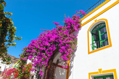 Parlak pembe çiçekli canlı bougainvillea bitkisi, açık mavi gökyüzüne karşı kurulmuş, yeşil pencere çerçeveli beyaz bir binanın kenarından dökülüyor. Çiçeklerin ve binanın canlı renkleri