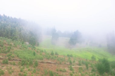 Yeşil bitki örtüsü olan sisli bir arazi. Ormanlık alan ve çimenlik alan da dahil. Sis sakin ve gizemli bir atmosfer yaratır. Tepede büyüyen ağaçları kısmen gizler.