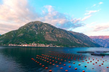 Karadağ 'ın Kotor Körfezi manzaralı sakin kıyı şeridi, yüksek dağlar, sakin sularda yüzen kırmızı şamandıralı midye çiftliği. Yumuşak akşam ışığı ve dağınık bulutlar sakin atmosferi arttırır.
