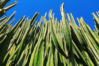 Açık mavi gökyüzüne karşı uzun, yeşil bir kaktüs kümesi. Kaktüslerin kenarları boyunca dikenleri olan uzun, tırtıklı sapları, canlı mavi arka planla çarpıcı bir kontrast oluşturuyor.