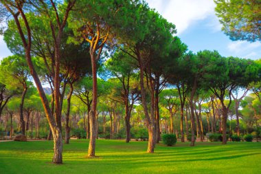 Çimenli zeminde gölgeler bırakan, yemyeşil gölgeli, uzun, ince ağaçlı sakin orman manzarası. Bereketli yeşil çamlar, altın güneş ışığıyla yıkanmış ilkbahar parkında dimdik duruyorlar.