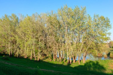 Yeşil yapraklı ağaçlar, açık mavi bir gökyüzünün altında, çimenli bir alanda, bir su kütlesinin yanında yer alır. Yaprak döken ağaçlar, sakin bir nehir kıyısını kuşatmış, öğleden sonra vakti yumuşak bir ışıkla yıkanmış.