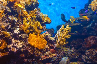 Etrafında çeşitli mercan türleri ve renkli balıkların yüzdüğü canlı bir su altı sahnesi. Hayat dolu canlı mercan resifleri. Su altı dünyası çeşitli deniz yaşamları sergiliyor