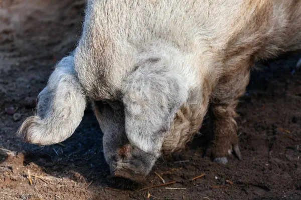 Kıvırcık saçlı bir domuz, başını ve kulaklarını işaretlerken toprağı kokluyor ya da kök salıyor gibi görünüyor. Gri domuz, kürkü hafifçe örülmüş, odaklanmış bir ifadeyle toprağı koklar.