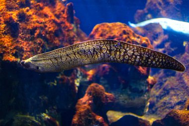 Moray Yılanbalığı akvaryum ortamında kayaların arasında geziniyor. İnce, uzun gövdesi çarpıcı noktalar ve işaretler gösteriyor ve sualtı sahnesine büyüleyici bir görsel öğe ekliyor.