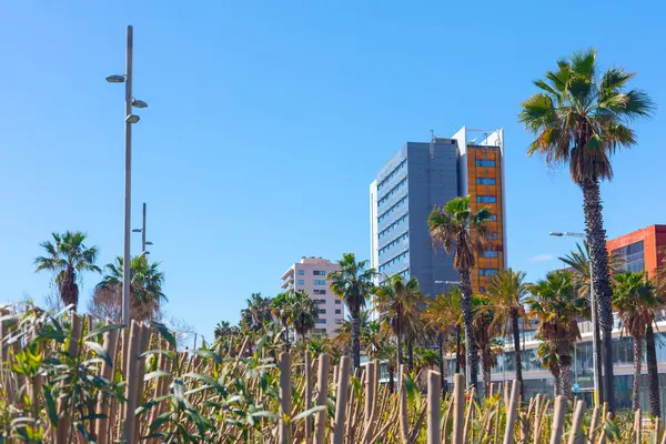 Modern binalar Barcelona 'da açık mavi gökyüzünün altında palmiye ağaçlarının arkasında yükseliyor. Güneşli sahne şehir mimarisini Akdeniz bitkisiyle harmanlıyor