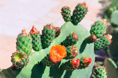 Dikenli armut kaktüsleri, canlı portakal çiçekleri ve gelişmekte olan meyve tomurcukları. Tomurcuklardan çiçeklere kadar çeşitli çiçek aşamaları olan kaktüsler.