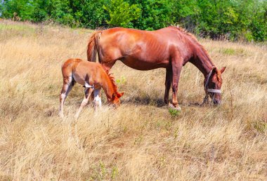 Kahverengi kısrak ve tayı, yeşil ağaçlardan oluşan bir arka planda, kuru altın çimenler üzerinde birlikte otluyorlar. Her iki at da eğilmiş, huzur içinde yiyor, huzurlu ve doğal bir an sergiliyor.