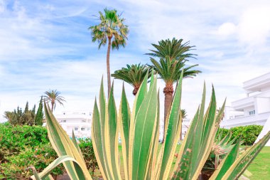 Palmiye ağaçları ve agave de dahil olmak üzere yemyeşil alanlar tropikal bir bahçe ortamı yaratır. Çağdaş tatil beldesinin ön planında uzun palmiye ağaçları ve çeşitli agave bitkileri olan canlı bir tropik bahçe. 