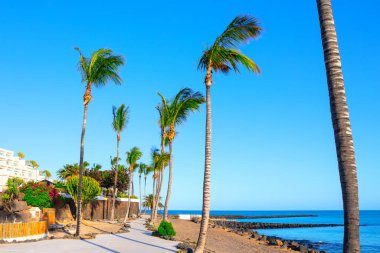 Dalgalı mavi bir gökyüzünün altında sallanan palmiyelerle dolu sahil geçidi. Güneşli sahil yolu, sakin bir gezinti için mükemmel. Tropik cennet, palmiye ağaçları okyanusa açılan kaldırımlı bir yol çerçevesi.