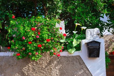 Canlı kırmızı sardunyalar, siyah bir posta kutusunu çerçeveleyerek, açık gri bir sıva duvardan aşağı taşar. Kırmızı sardunyalar ve beyaz zambaklarla süslenmiş büyüleyici bir ev.