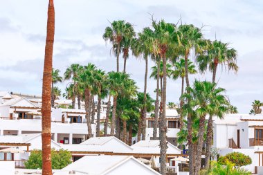 Palmiye ağaçları bir sıra beyazlatılmış dairenin üzerinde duruyor ve sakin bir manzara yaratıyor. Beyaz binalar ve bereketli palmiye ağaçları tropikal bir vaha oluşturur.