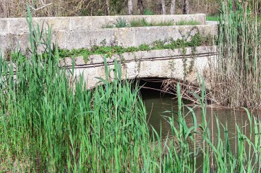 Etrafı uzun kamışlarla ve sığ akıntılarla çevrili kemerli küçük taş bir köprü. Köprüde yetişen bitki örtüsü doğal ortama karışıyor.