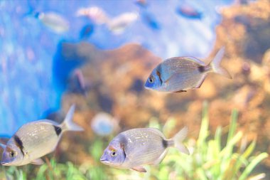 Canlı mavi akvaryum, yemyeşil bitkiler ve kayalık oluşumlar arasında yüzen zarif gümüş balıklar sergiliyor. Deniz yaşamı, su altı, ya da sakin su güzelliği olan doğa temalı projeler için mükemmel.