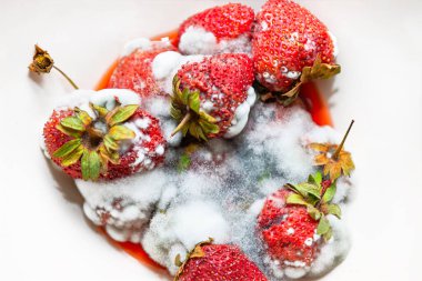 Yoğun bir küf tabakasıyla gölgelenmiş çilek kümesi, ürünün hızla bozulduğunu gösteriyor. Küflü çilekler kasede, düzgün yiyecek depolamanın önemini hatırlatıyor..