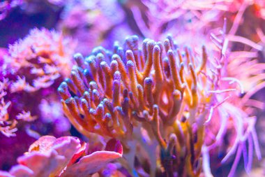 Okyanus mercan kümesi, sualtı ışığı altında yıkanmış. Canlı mercan oluşumları, karmaşık detaylar.