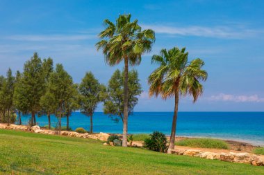 Yeşiller yemyeşil çimenler ve tropikal ağaçlar Kıbrıs 'taki açık mavi Akdeniz' e tepeden bakıyor. Uzun palmiye ağaçları ön planda belirgin durur, sakin kıyı manzarasını çerçeveler.