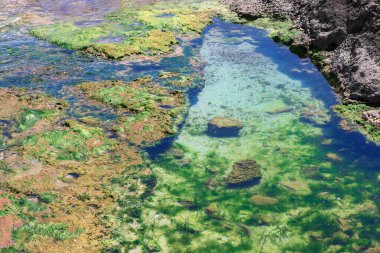 Yüksek açı, temiz ve sığ sularla dolu kayalık bir gelgit havuzu gösteriyor. Kayalar canlı yeşil ve kahverengi alglerle kaplıdır. Havuzda küçük balıklar yüzebilir.