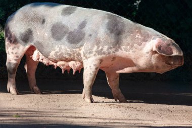 Büyük benekli domuz, kısmen güneş ışığı altında, toprak zeminde duruyor. Görünür memeler, arka planda çitleri olan bir domuz olduğunu gösteriyor.