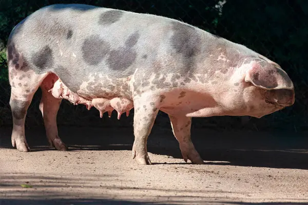Büyük benekli domuz, kısmen güneş ışığı altında, toprak zeminde duruyor. Görünür memeler, arka planda çitleri olan bir domuz olduğunu gösteriyor.