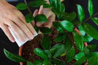 House Plant care and urban jungle garden concept. Home gardener taking care of Zamioculcas. Hands clean green leaves and spraying water on indoor house plant. Interior with a lot of plants