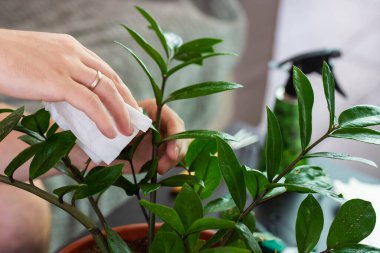 House Plant care and urban jungle garden concept. Home gardener taking care of Zamioculcas. Hands clean green leaves and spraying water on indoor house plant. Interior with a lot of plants