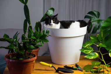 Funny cat lies instead of plant in flower pot during plant transplant. Home Interior with a lot of plants.