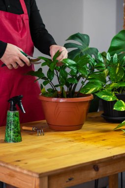 Hands of home gardener do pruning - removal or reduction of parts of a plant with secateurs. Cut of branch with leaves of Zamioculcas house plant.
