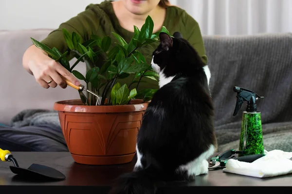 House Plant care and urban jungle garden. Home gardener, clean leaves of Zamioculcas and spraying water on indoor plant. Interior with a lot of plants. Funny Cat helps and play on background.